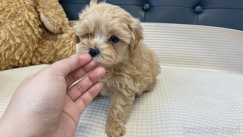 成約済の兵庫県のマルプー:マルチーズ×トイプードル-319142の4枚目